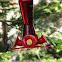 Humming Bird