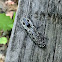 Eyed Click Beetle