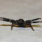 Ground crab spider