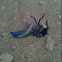 Portuguese man of war