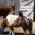 Horses of New England 