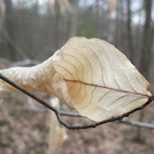 American Beech