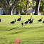 American Coot