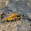 Golden Dung Fly