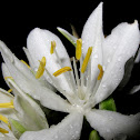 Cardwell Lily