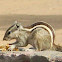 Indian palm squirrel
