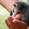 Opossum