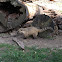 South American Coati