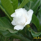 Gardenia