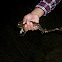 American Bullfrog