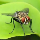 flesh fly