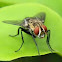 flesh fly