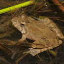 Blanchard's cricket frog