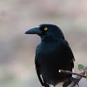 Pied Currawong