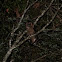 Brown Wood-Owl