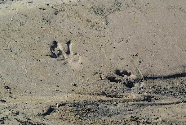 American Alligator Tracks | Project Noah