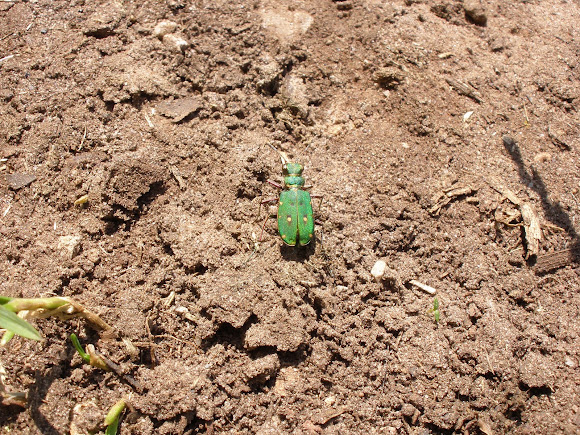 Spotting Image 1