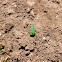 Escarabajo verde