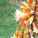 Bee