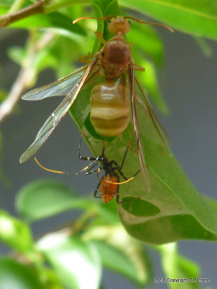 Spotting Image 1