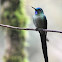 Long-tailed Sylph