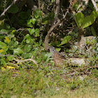Cape Bunting