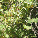 wild grape