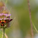 Hummingbird Clearwing Moth