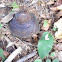 Brown Mushroom