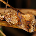 Moonseed Moth