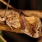Moonseed Moth