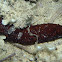 Holoturia, Pepino de mar negro, Sea cucumbers