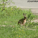 European hare