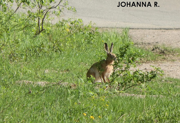 Spotting Image 1