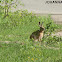 European hare
