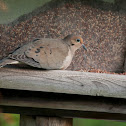 Mourning Dove