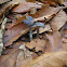Amethyst deceiver