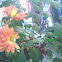 dahlia