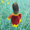 Prairie Coneflower