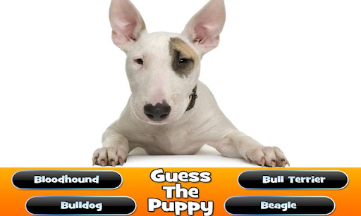 Guess The Puppy Breed Trivia