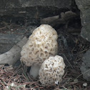 Mushroom