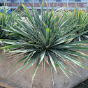 Yucca
