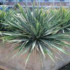 Yucca