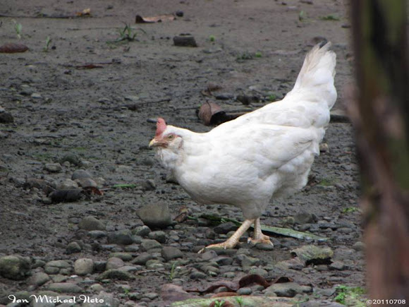 Spotting Image 1