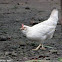 chicken