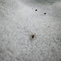 spider