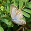 Forget-me-not (female)
