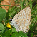 Pea Blue Butterfly