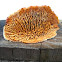 Rusty-Gilled Polypore