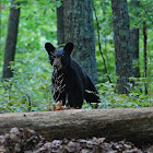 American Black Bear